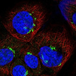 ESD Antibody, Novus Biologicals 0.1mL; Unlabeled:Antibodies, Polyclonal